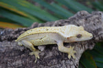 Hypo Yellow Pinstripe Dalmatian Crested Gecko (Majin Buu offspring)