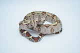Guyana Red Tail Boa Constrictor