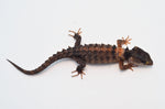 White Eyed Crocodile Skink