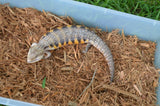 Homer Line (Sunrise) Northern Blue Tongue Skink