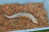 Homer Line (Sunrise) Northern Blue Tongue Skink