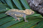 Whiteout Quadstripe Emptyback Dalmatian Crested Gecko (Pos Soft Scale)