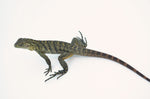 Baby Lewisi Hybrid Iguana