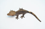 F3 Dark Phantom Crested Gecko