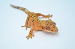 Orange Super Dalmatian Crested Gecko