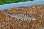 Classic Northern Blue Tongue Skink