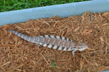 Classic Northern Blue Tongue Skink