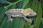 Whiteout Quadstripe Emptyback Dalmatian Crested Gecko (Pos Soft Scale)