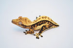 Whitewall Harlequin Pinstripe Crested Gecko