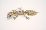 Australian Rough Throat Leaf Tailed Gecko