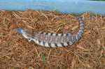 Classic Northern Blue Tongue Skink