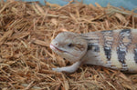 Classic Northern Blue Tongue Skink