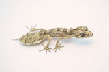 Australian Rough Throat Leaf Tailed Gecko