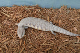 White Sunrise Northern Blue Tongue Skink