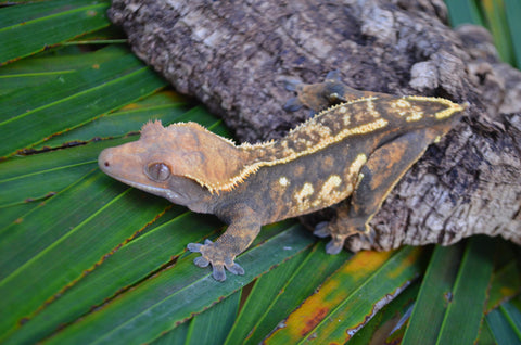 Tricolor Harlequin Pinstripe Crested Gecko (Tangerine Line)