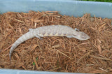 White Sunrise Northern Blue Tongue Skink