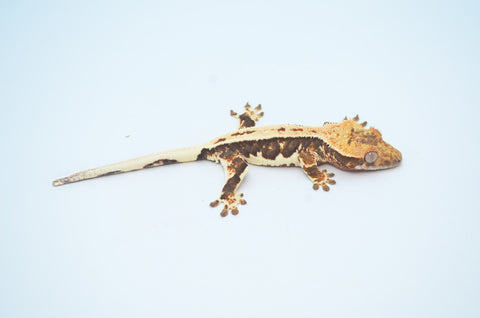 Het Axanthic Lilly White Crested Gecko