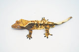 Tricolor Harlequin Crested Gecko