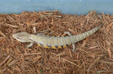 Sunrise Northern Blue Tongue Skink