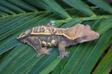 Tricolor Harlequin Pinstripe Crested Gecko (Tangerine Line)