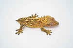 Yellow Emptyback Pinstripe Crested Gecko