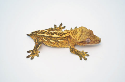 Yellow Emptyback Pinstripe Crested Gecko