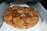 Hypo Red Tail Boa Constrictor