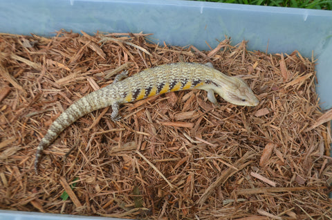 Sunrise Northern Blue Tongue Skink