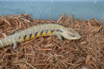 Sunrise Northern Blue Tongue Skink