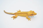 Hypo Yellow Phantom Crested Gecko (Majin Buu offspring)