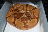 Hypo Red Tail Boa Constrictor
