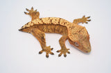 Yellow Flame Crested Gecko