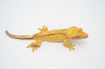 Hypo Yellow Phantom Crested Gecko (Majin Buu offspring)