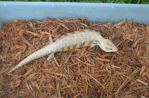 Red x Sunrise Northern Blue Tongue Skink