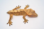 Yellow Flame Crested Gecko