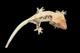 Extreme Harlequin Pinstripe Lilly White Crested Gecko