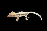 Extreme Harlequin Pinstripe Lilly White Crested Gecko