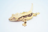 Extreme Harlequin Pinstripe Lilly White Crested Gecko