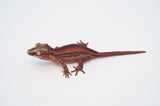 Red & Orange Striped Gargoyle Gecko