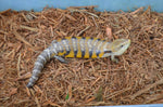 Pure Swedish Northern Blue Tongue Skink