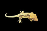 Lilly White Crested Gecko