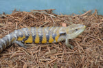 Pure Swedish Northern Blue Tongue Skink