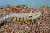 Pure Swedish Northern Blue Tongue Skink