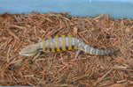 Pure Swedish Northern Blue Tongue Skink