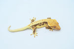 Lilly White Crested Gecko