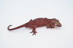 Red Super Blotched Reticulated Gargoyle Gecko (HOLDBACK)