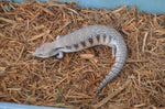 Classic Northern Blue Tongue Skink