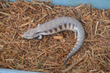 Classic Northern Blue Tongue Skink