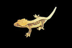 Lilly White Crested Gecko