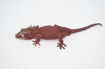 Red Super Blotched Reticulated Gargoyle Gecko (HOLDBACK)